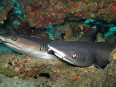 Lovina Dive Bali