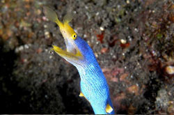 Diving Bali