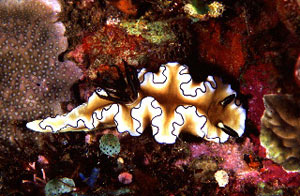 Bali Dive