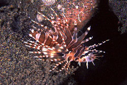 Dive Bali