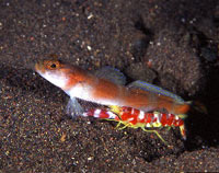 Bali Dive