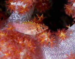 Bali Lovina Dive