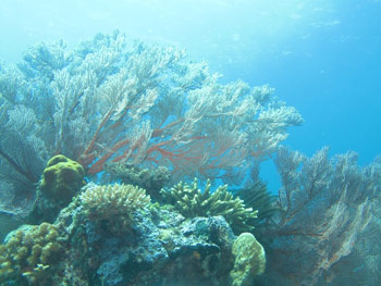Lovina Dive Bali