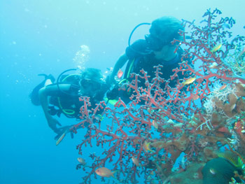 Lovina Dive Bali